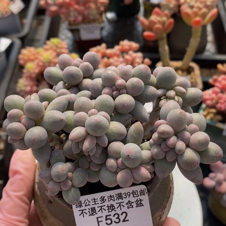 香水手指奶10cm532多肉植物