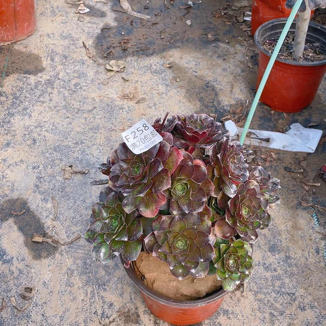 258魅金玫瑰多肉法师