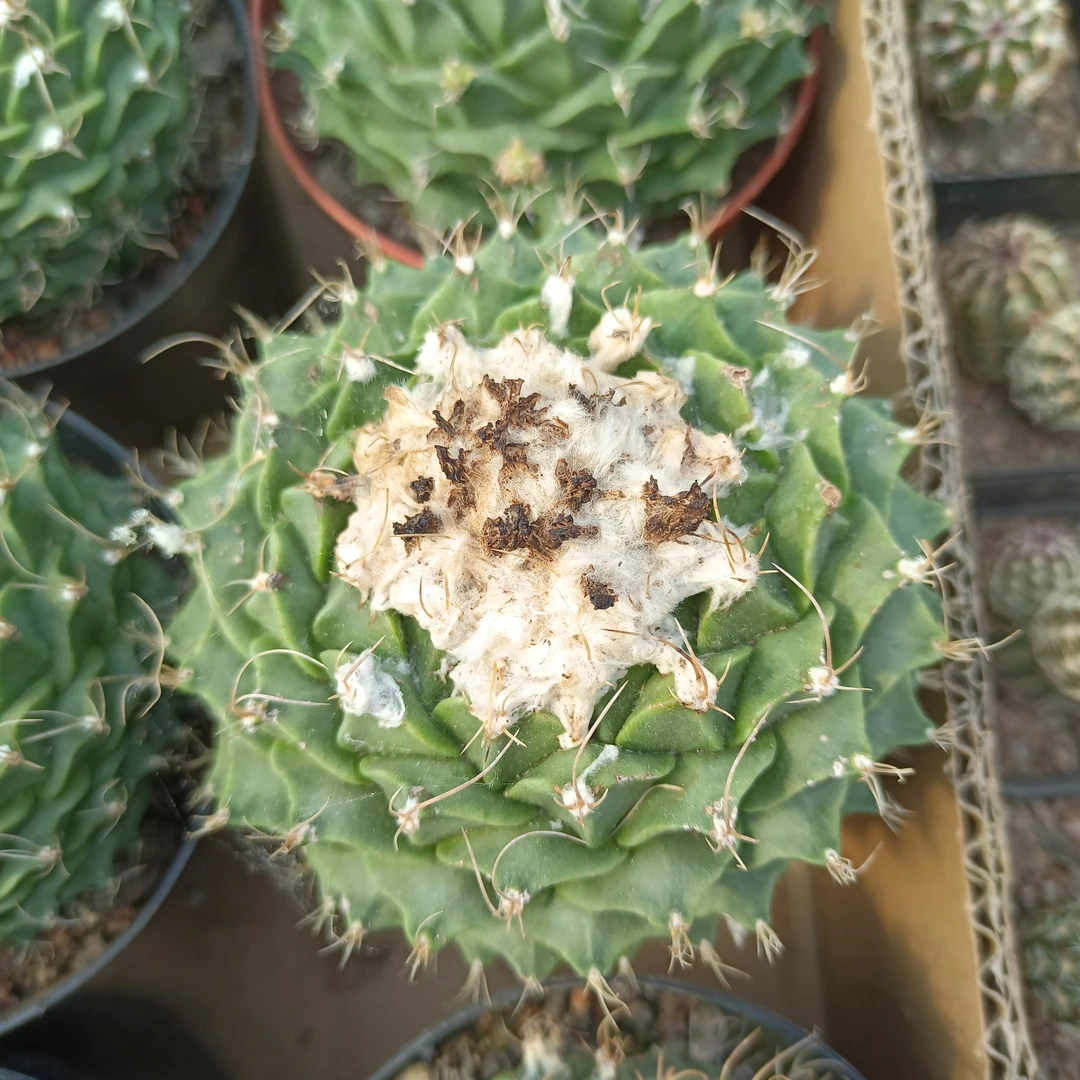 帝冠精品仙人球多肉植物防辐射吸甲醛