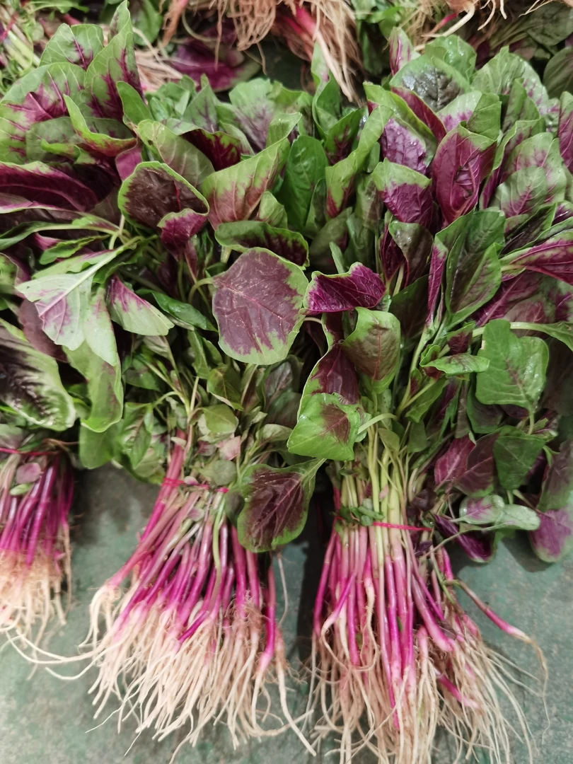 安庆本地露天红苋菜红旱菜