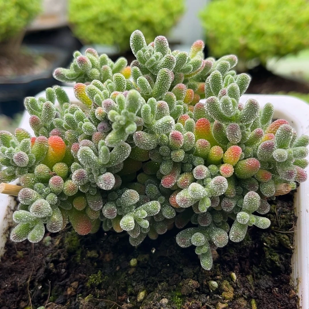 大***杨昕宝冰晶枝干番杏