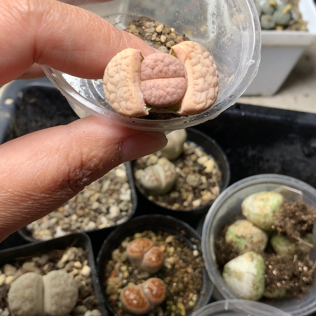 干*喵A113多肉植物保护