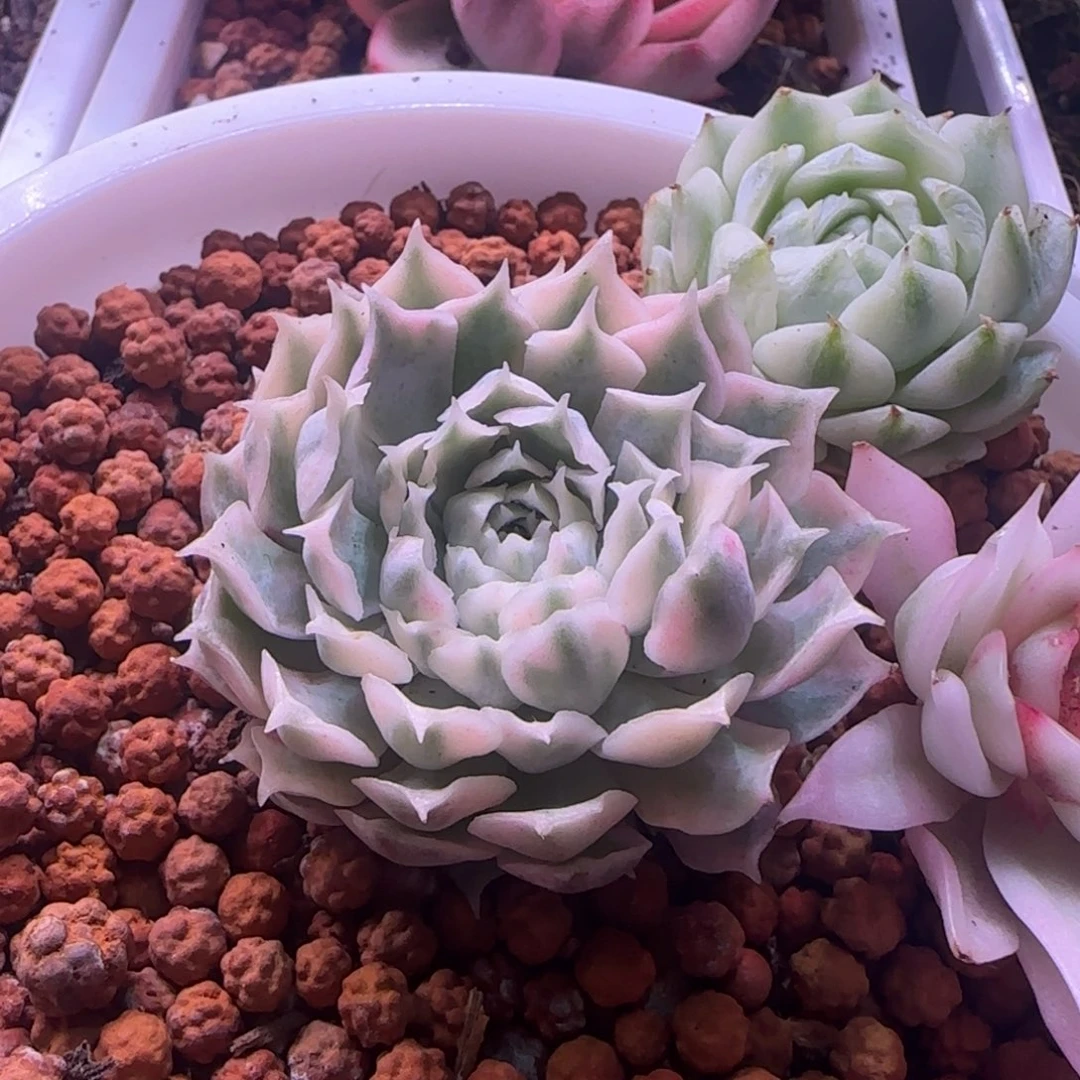 开***?开心姐姐 多肉植物