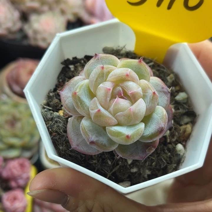 绿珀珍妮单头5776