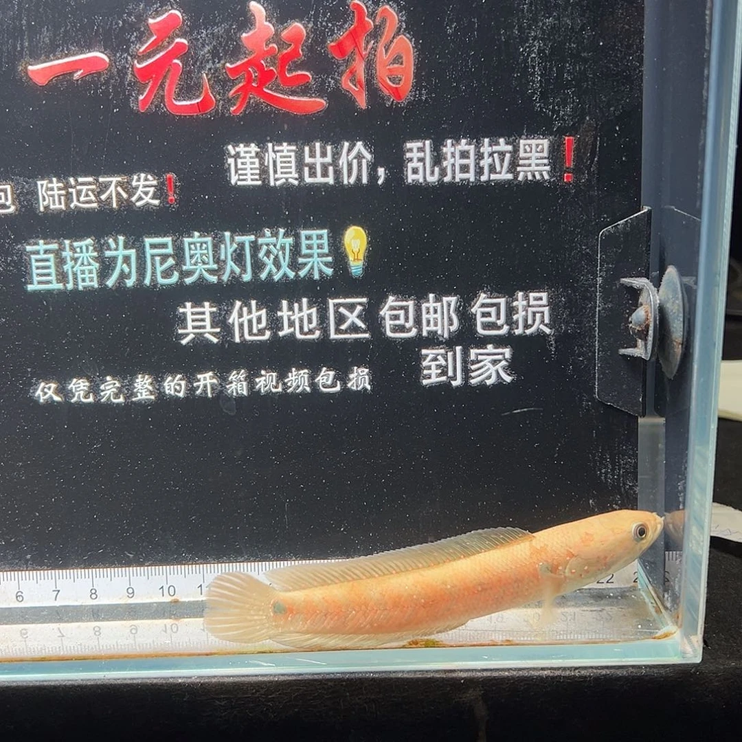 雷龙鱼七星雷龙七星雷龙