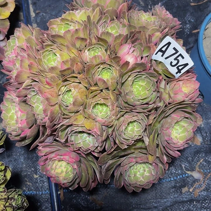 万紫法师15/—33包邮