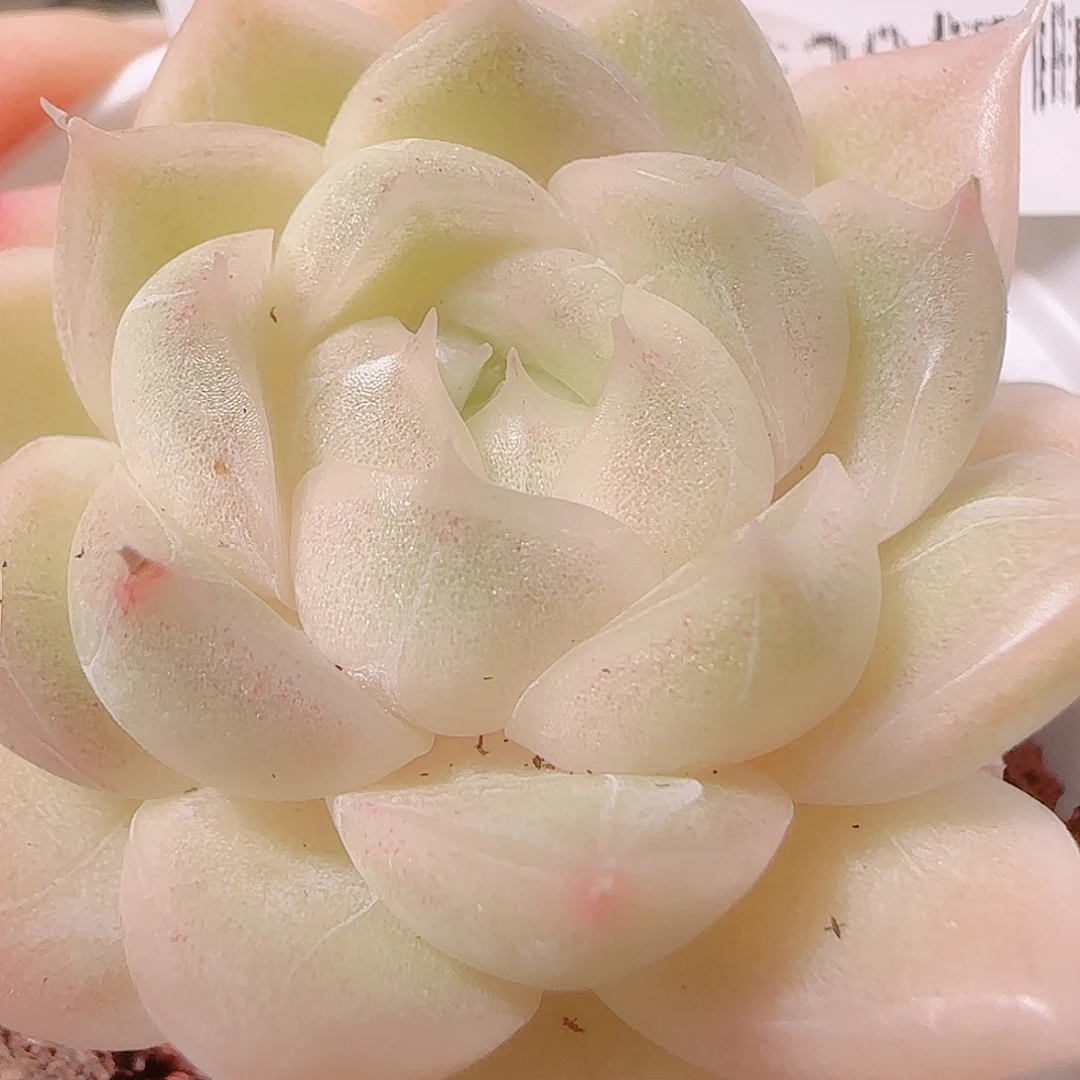 花语逸镜1126-189