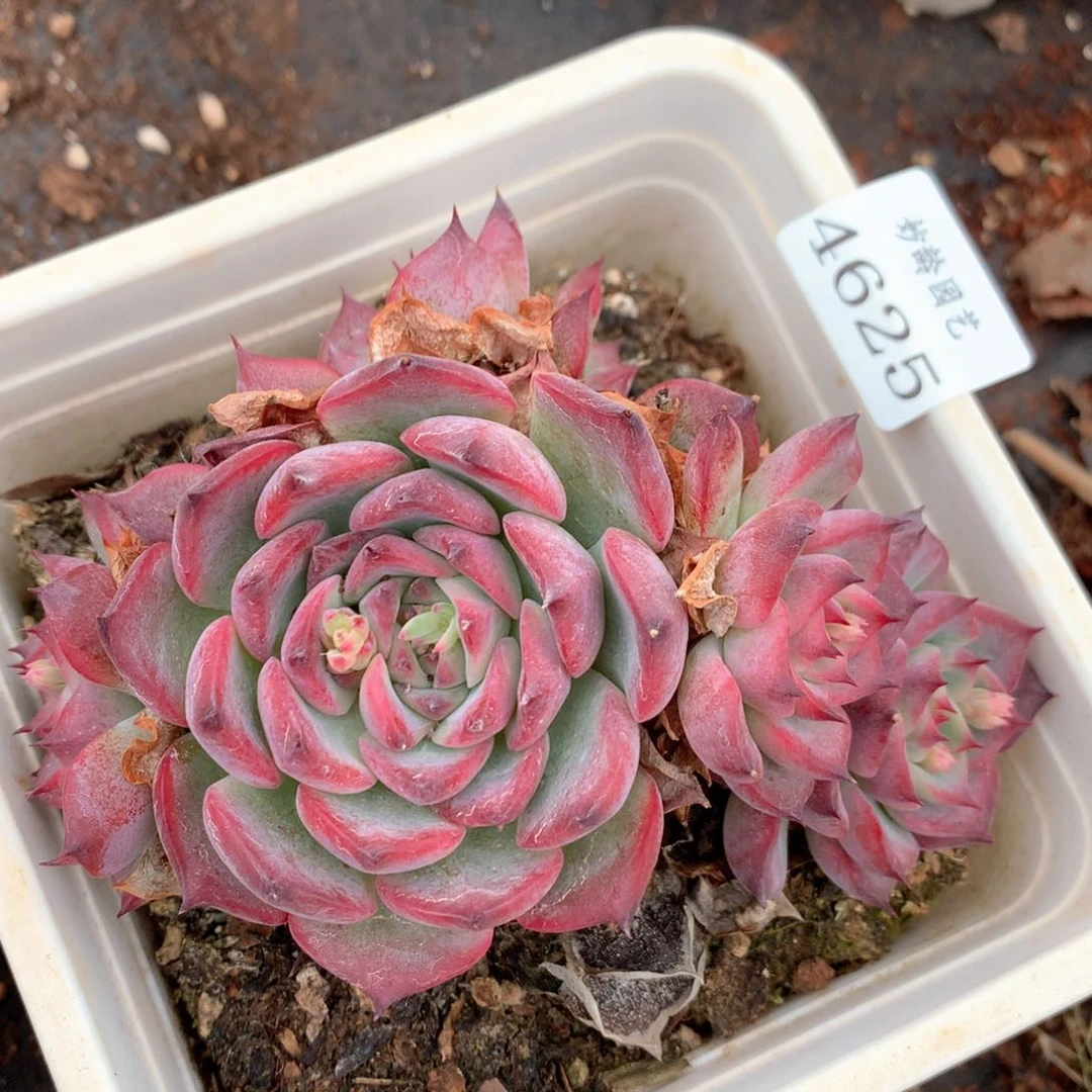 4625杂交多肉植物基地