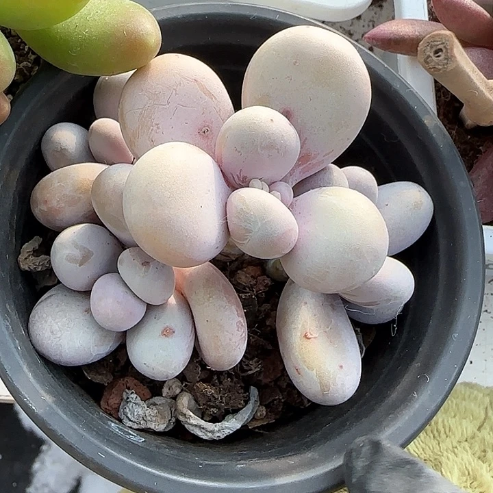 青蛙王子儿童牙膏111