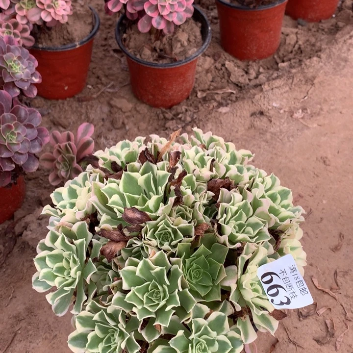 663白凤绣球4号棚