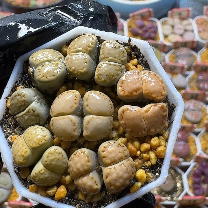 饼干双头2:：：。在。 65号