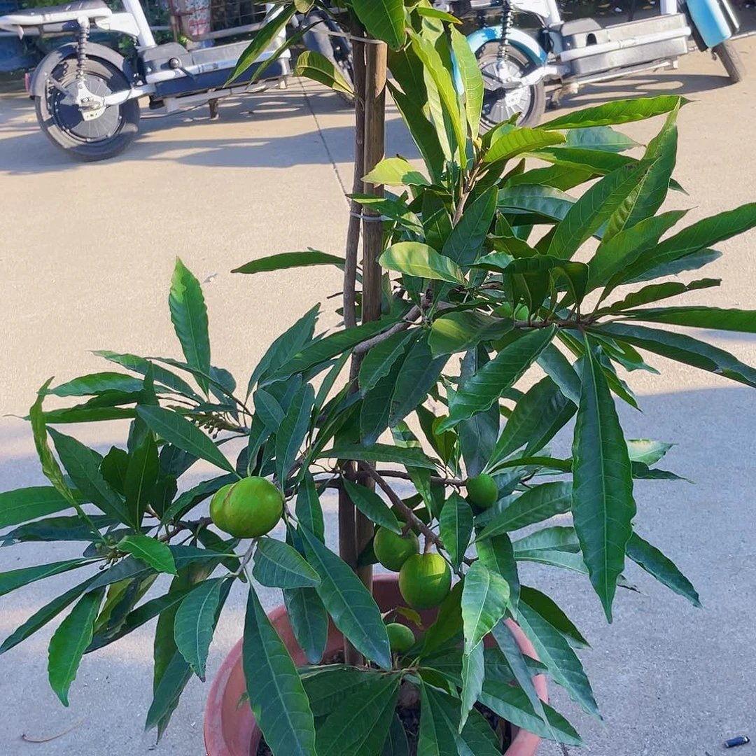 完全开放见**益果苗888888888