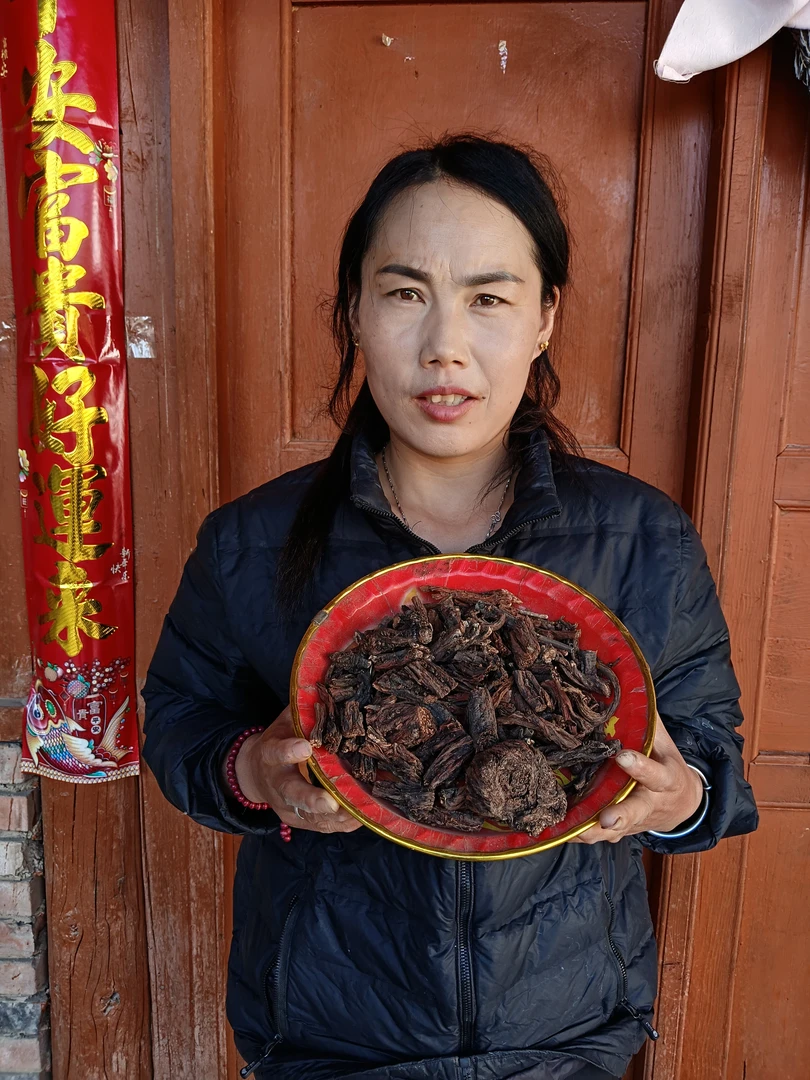 甘肃岷县紫皮野丹参