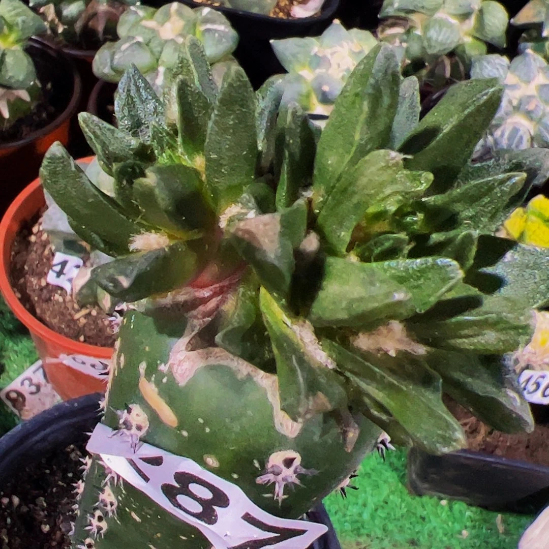 无花朵福利双头龙角牡丹287