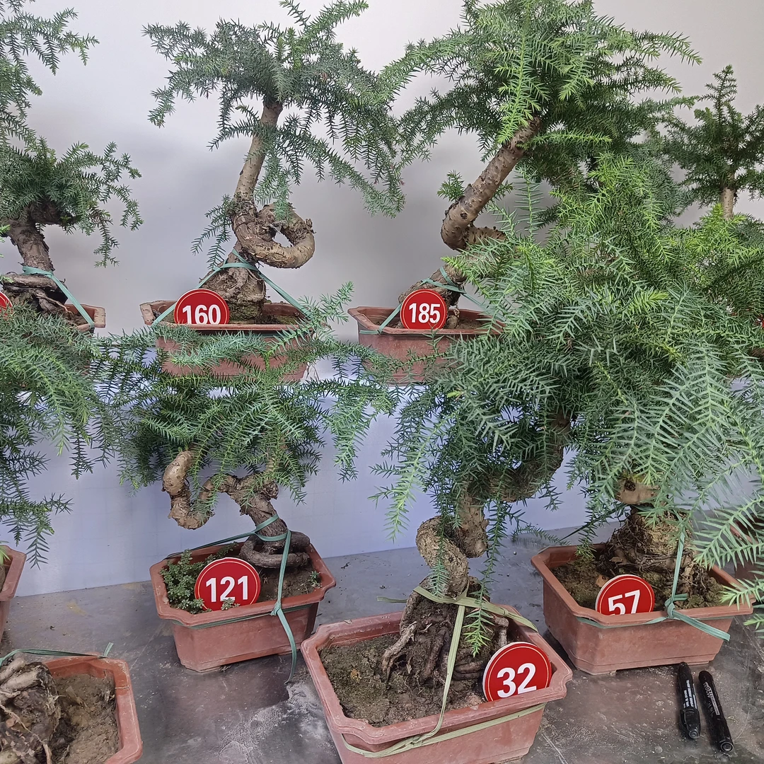 澳洲杉不老松老桩【一物一拍】造型盆栽室内外好养四季常青可桌摆