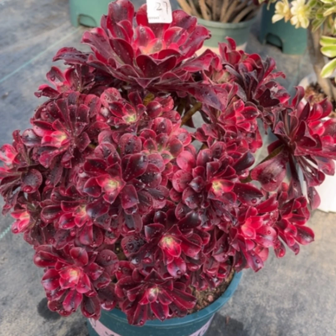 【闪购商品】27美杜莎多肉法师