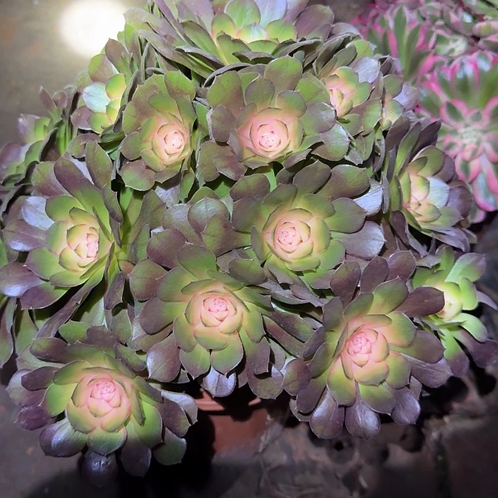 精品红太阳老桩捧花亏本福利