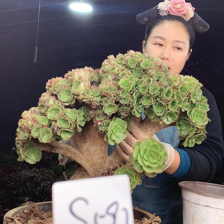 绿***深柒柒精品多肉脱土发货不包断侧枝S591