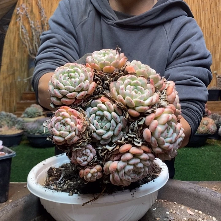 自****276号雪爪多肉植物