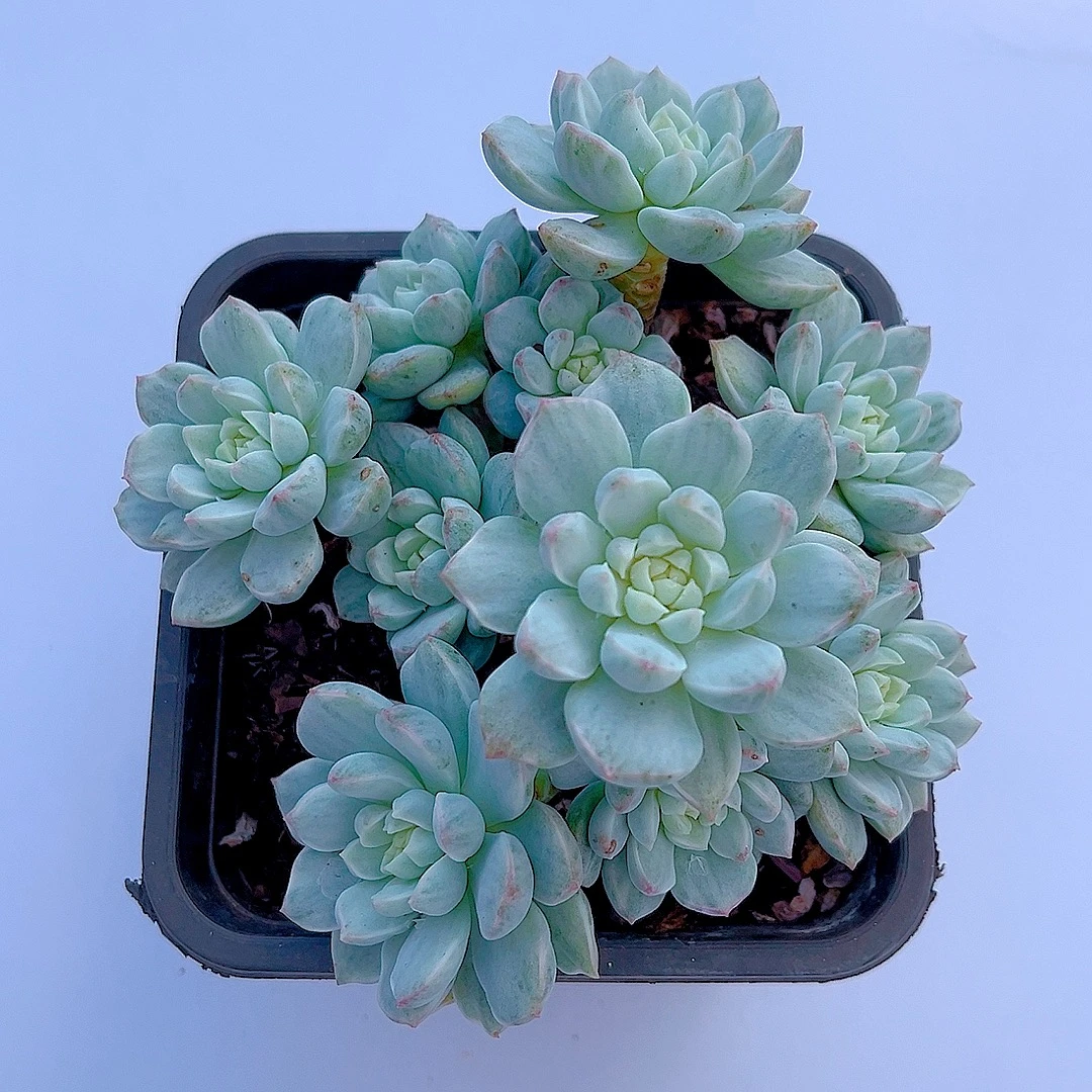 满15包邮（香草锦）拉丝锦 多肉绿植 皮实好养 净化 空气 吸甲醛