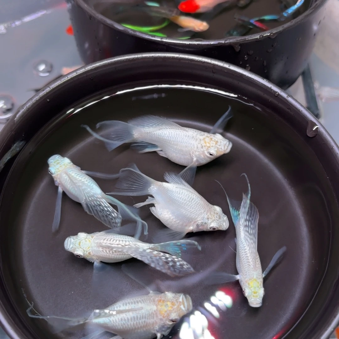 孔雀鱼玛丽球燕尾白色种鱼4+2备损