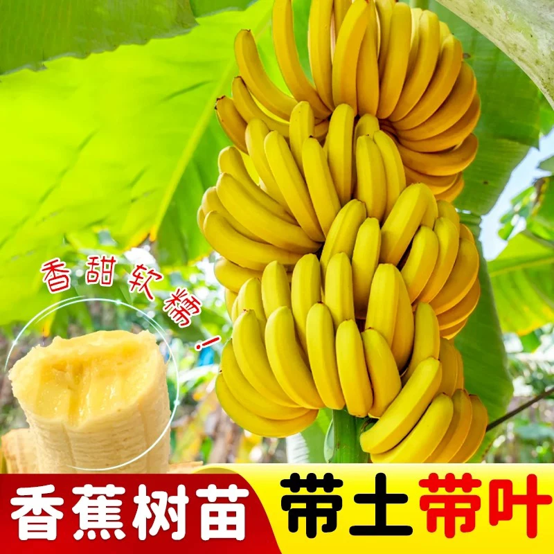 香蕉树苗广西香蕉王苗庭院芭蕉树苹果蕉苗树苗矮化粉蕉高产中蕉