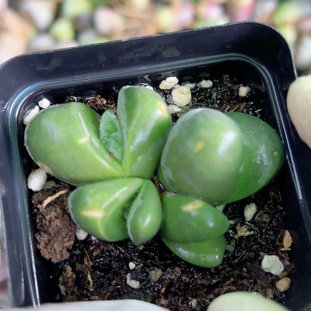 20003 好养易活生石花大母本