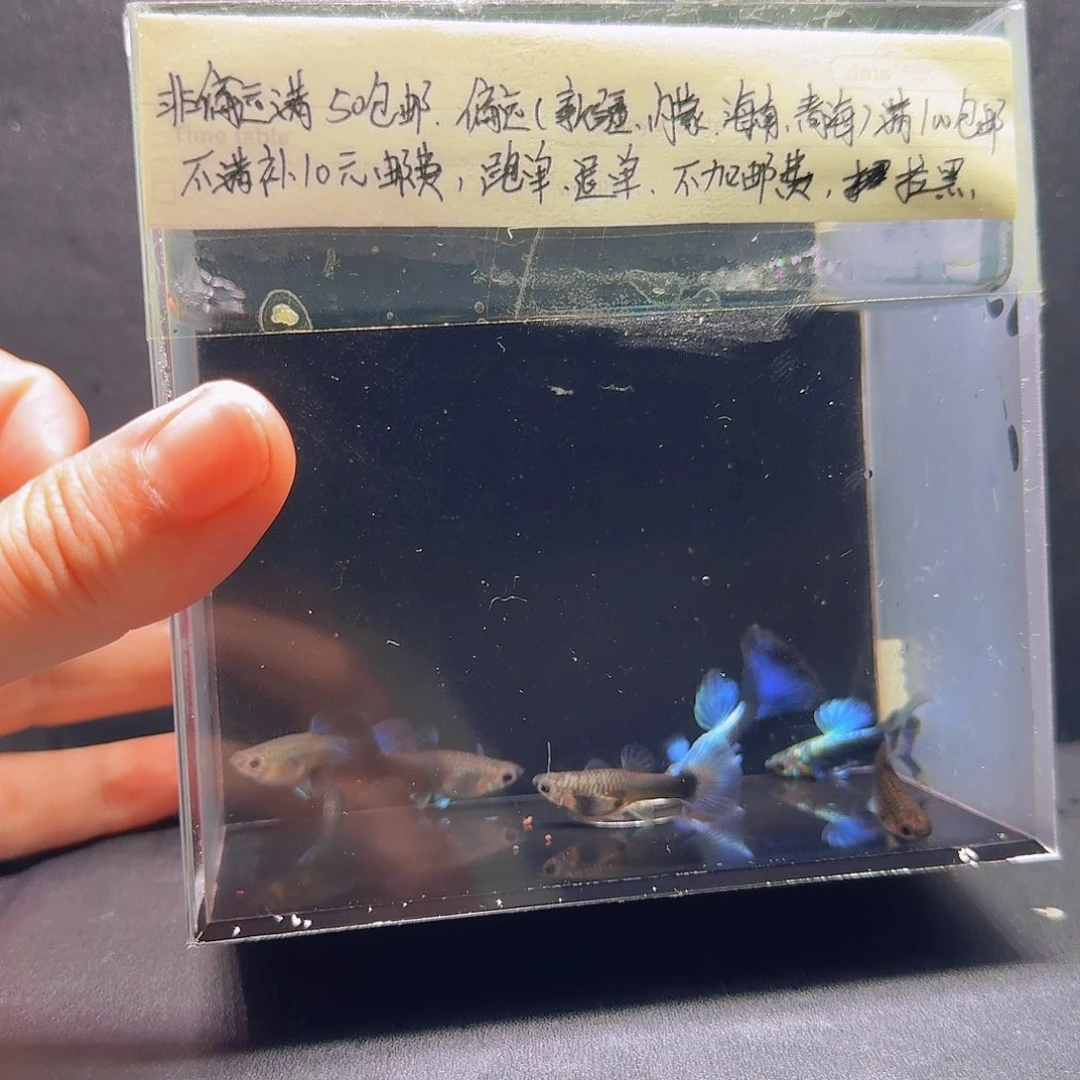 孔雀鱼蓝礼服飞船2公4母的