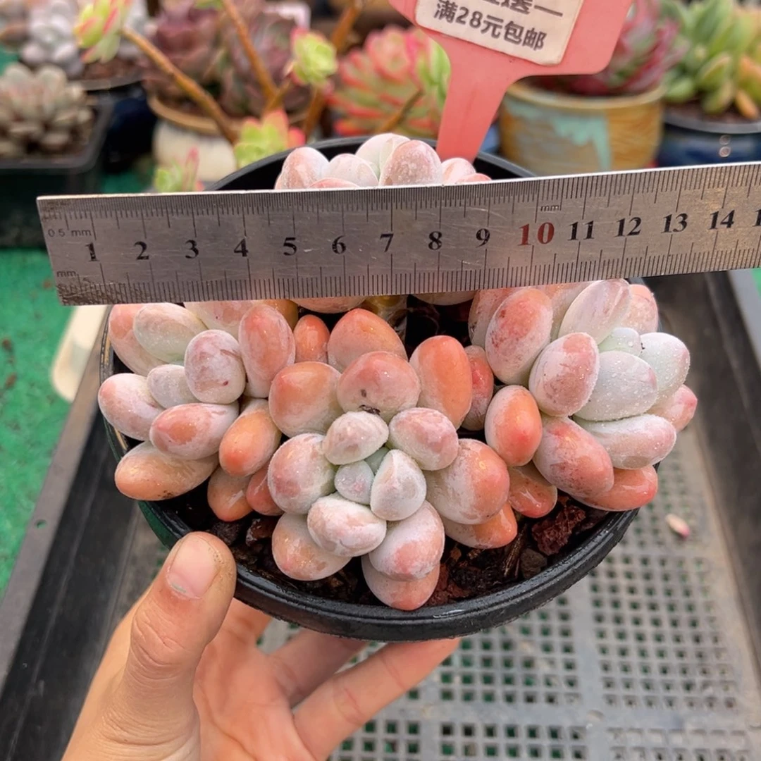 表妹精品多肉植物393.