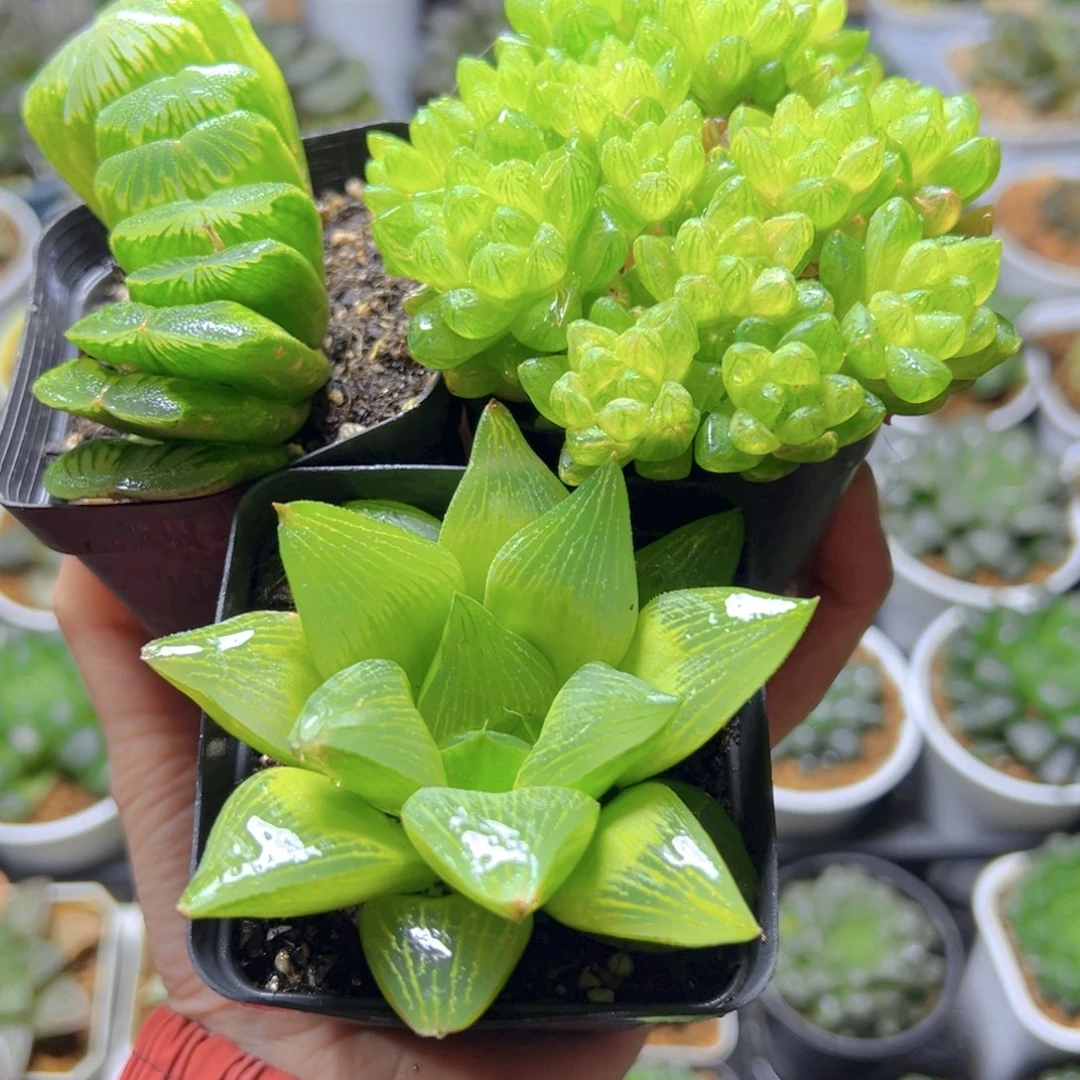 玉扇×草水晶+帝王玉露