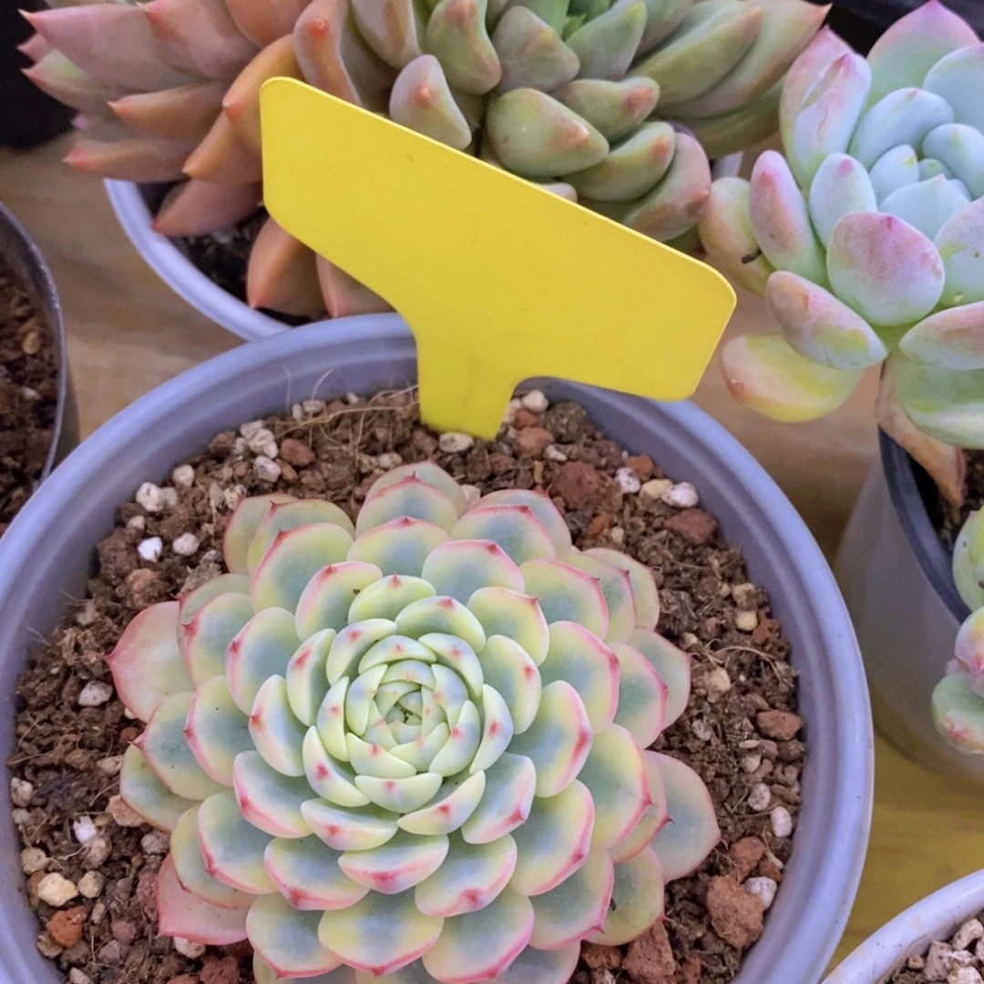 双十一晚间场，11.10