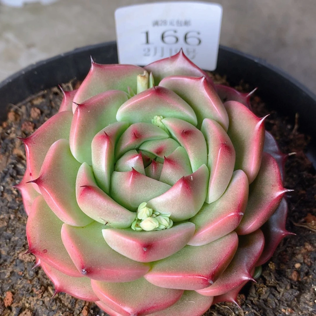 【闪购商品】云166