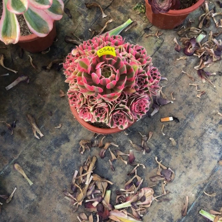 女巫多肉54400000000