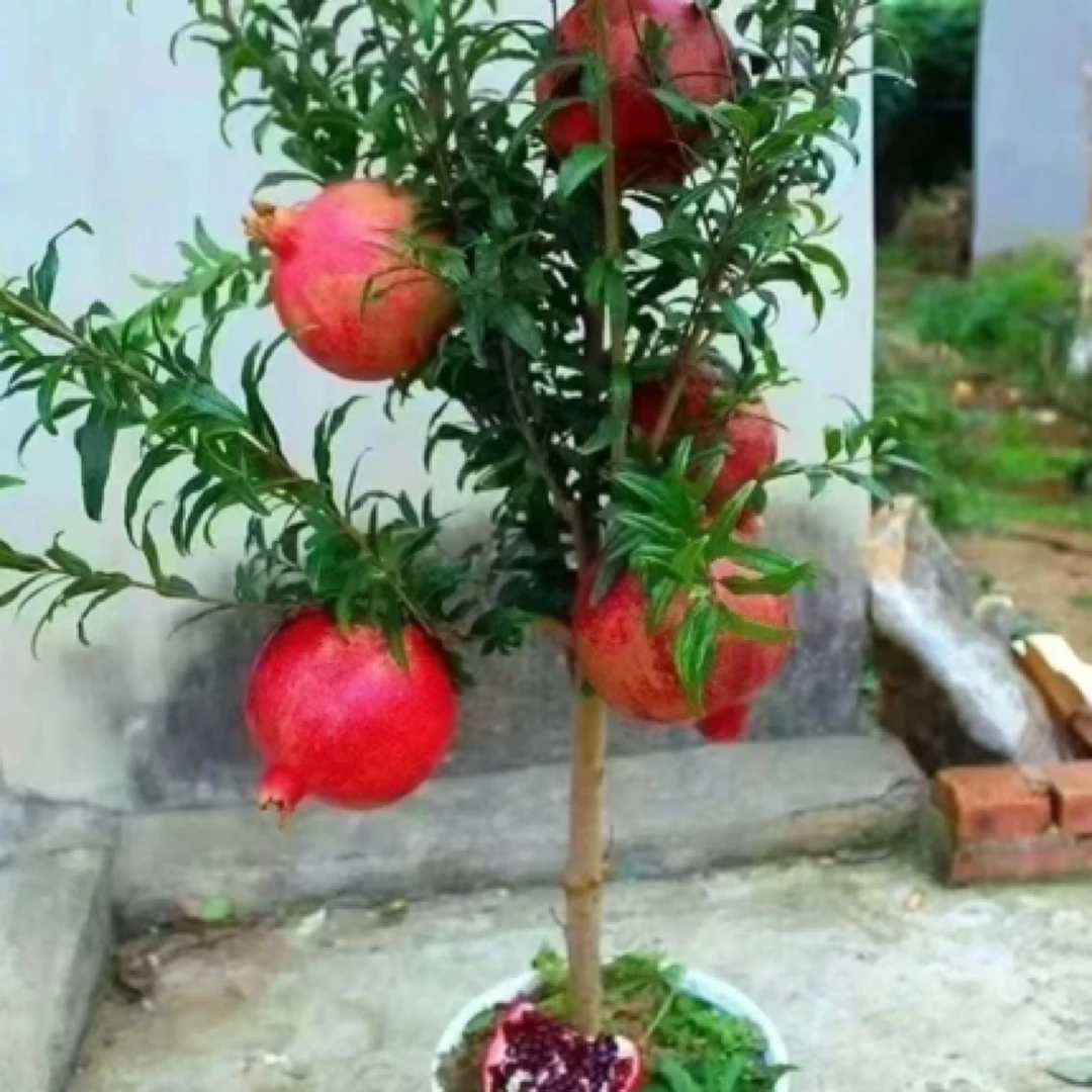 蒙阳红三代果王大果甜石榴南北方种植盆栽地栽，抗严寒耐高温。