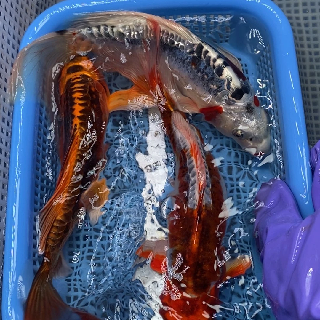 锦鲤冷水锦鲤包邮