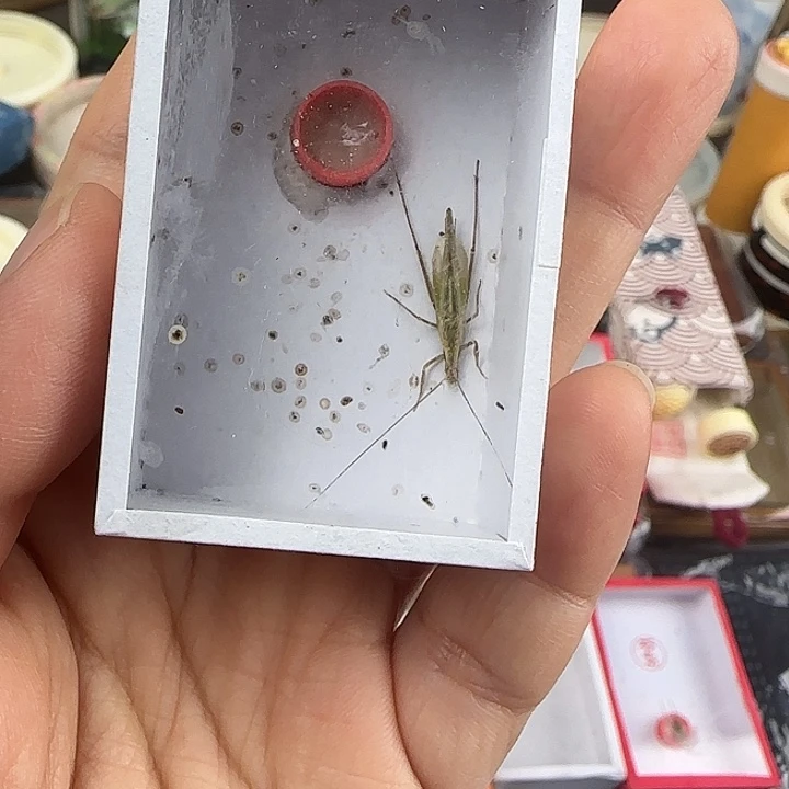 蟋蟀怪叫竹蛉两条包邮