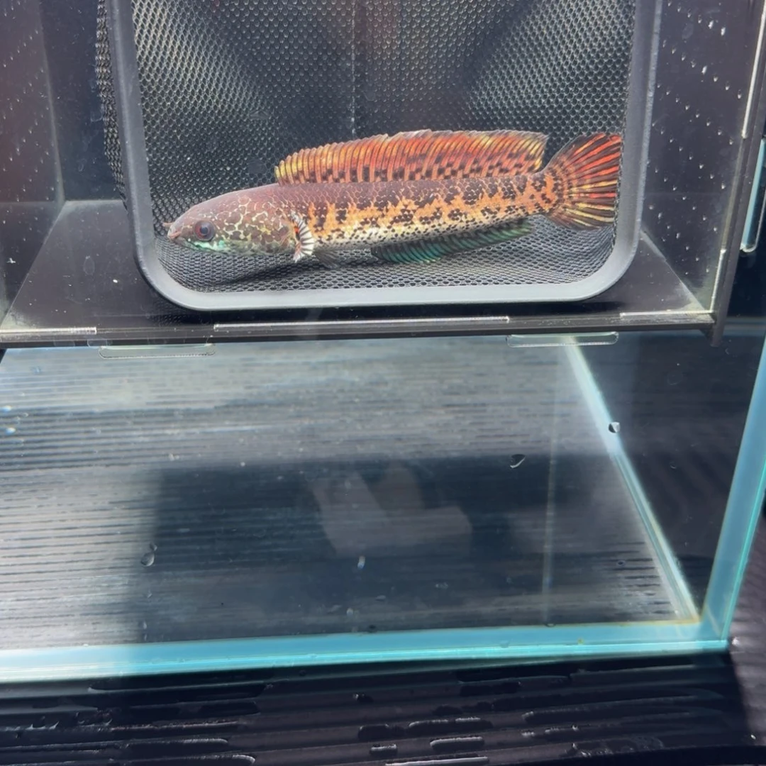 海水鱼眼镜蛇雷龙鱼