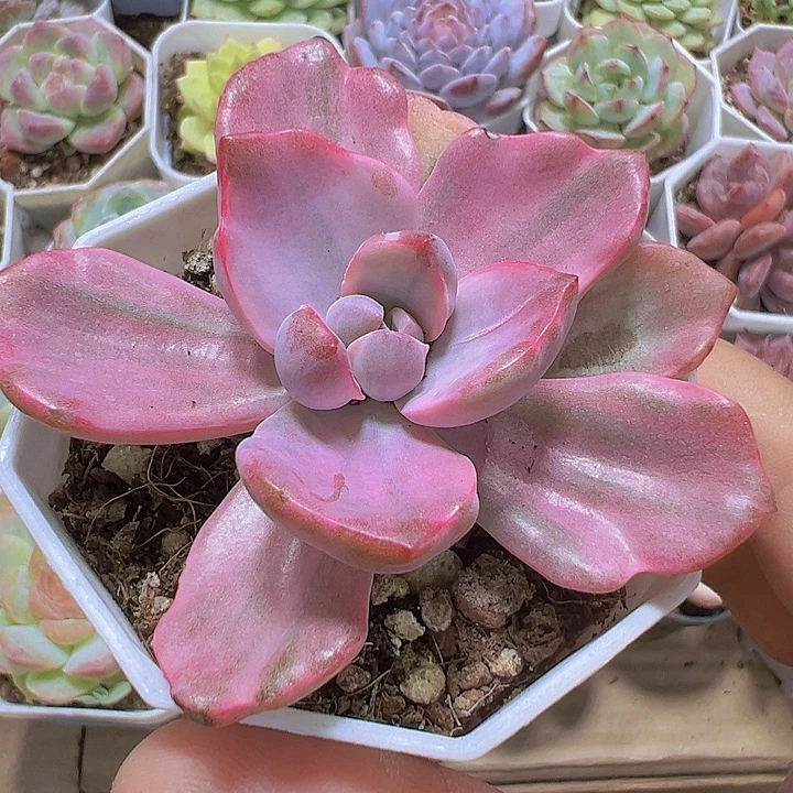 彩虹糖锦19包邮多肉植物