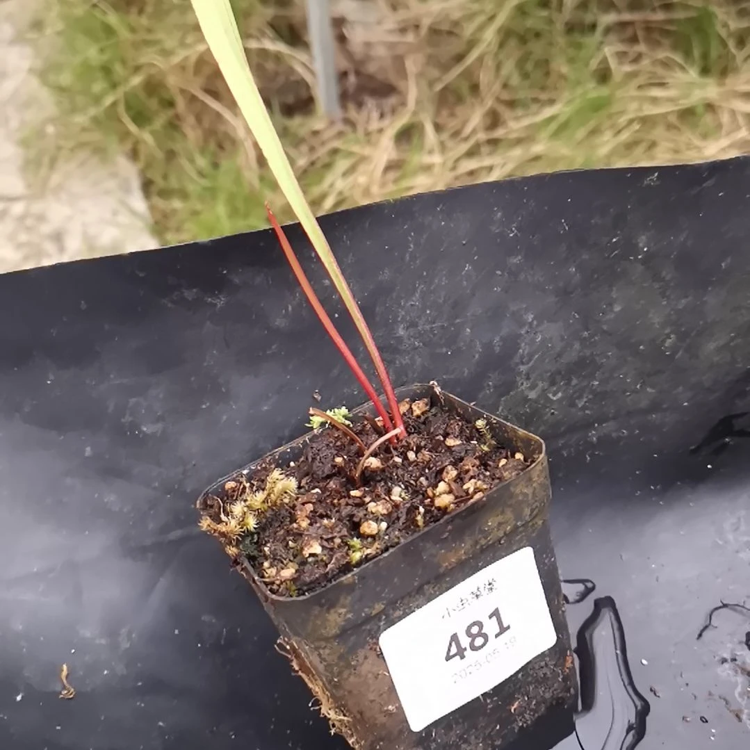完全开放481瓶子草