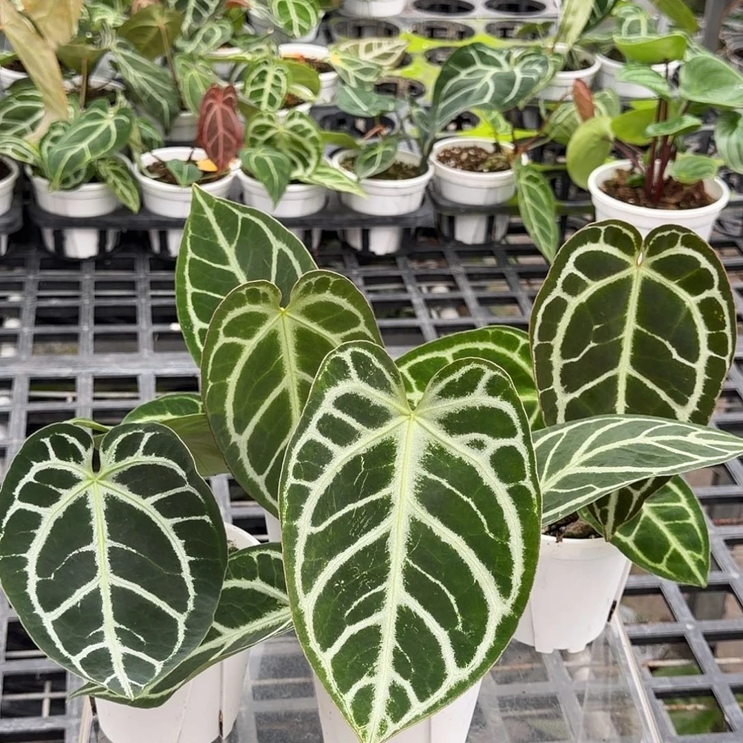 完全开放F904无售后