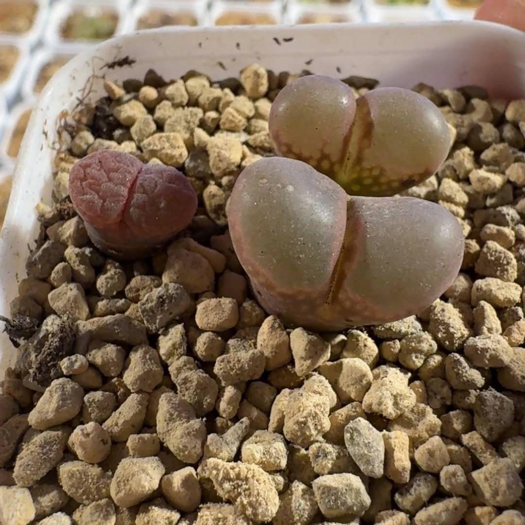 迪**特带盆土发货...........