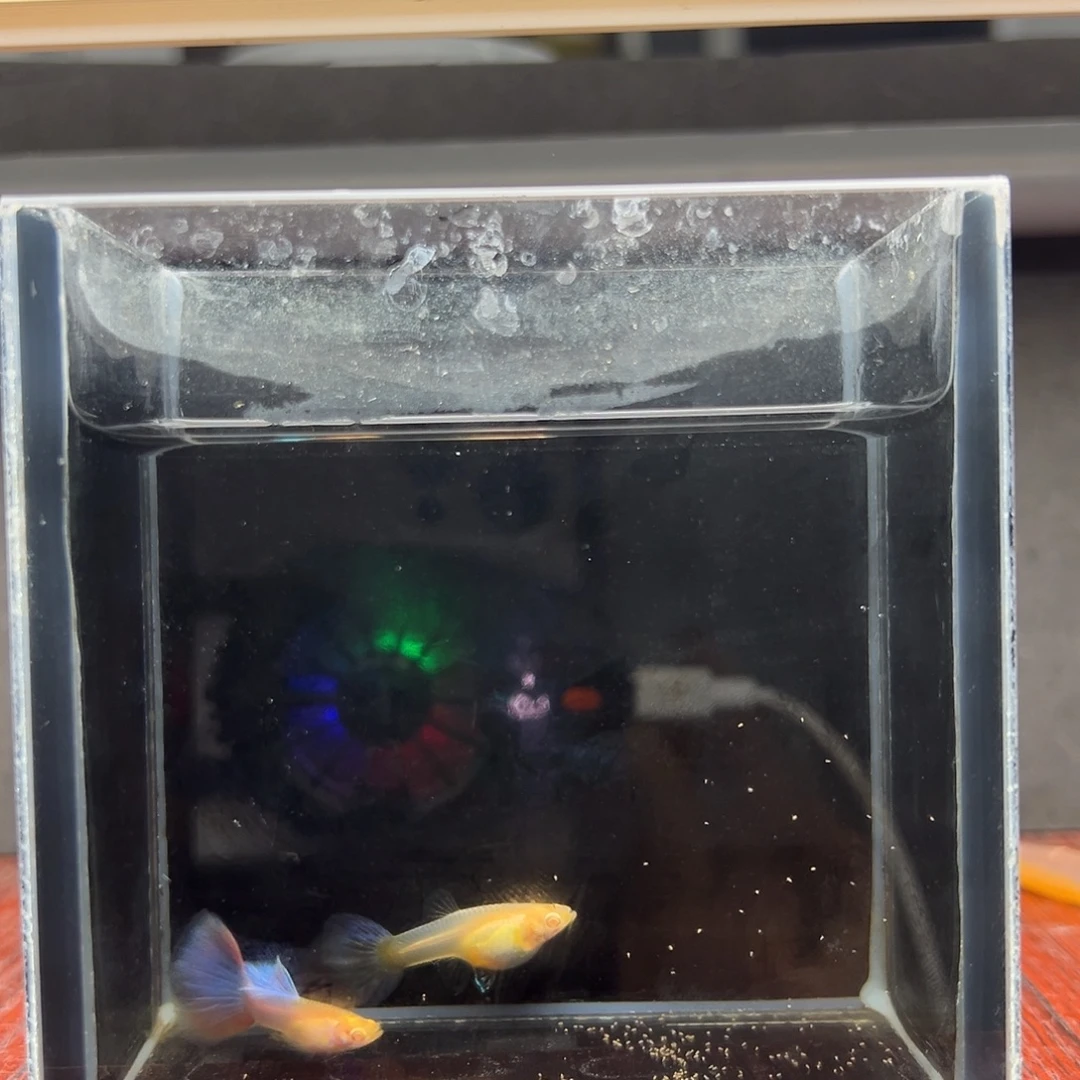 孔雀鱼天使彩虹一对