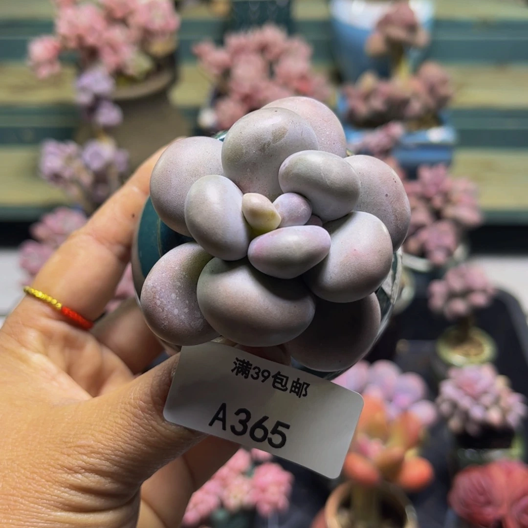 芭比奶365/5cm多肉