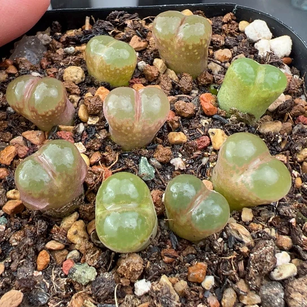 11.24好看的多肉脱土发货259