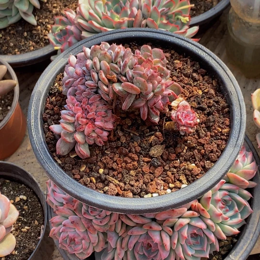 姐*花48包邮一物一拍多肉植物