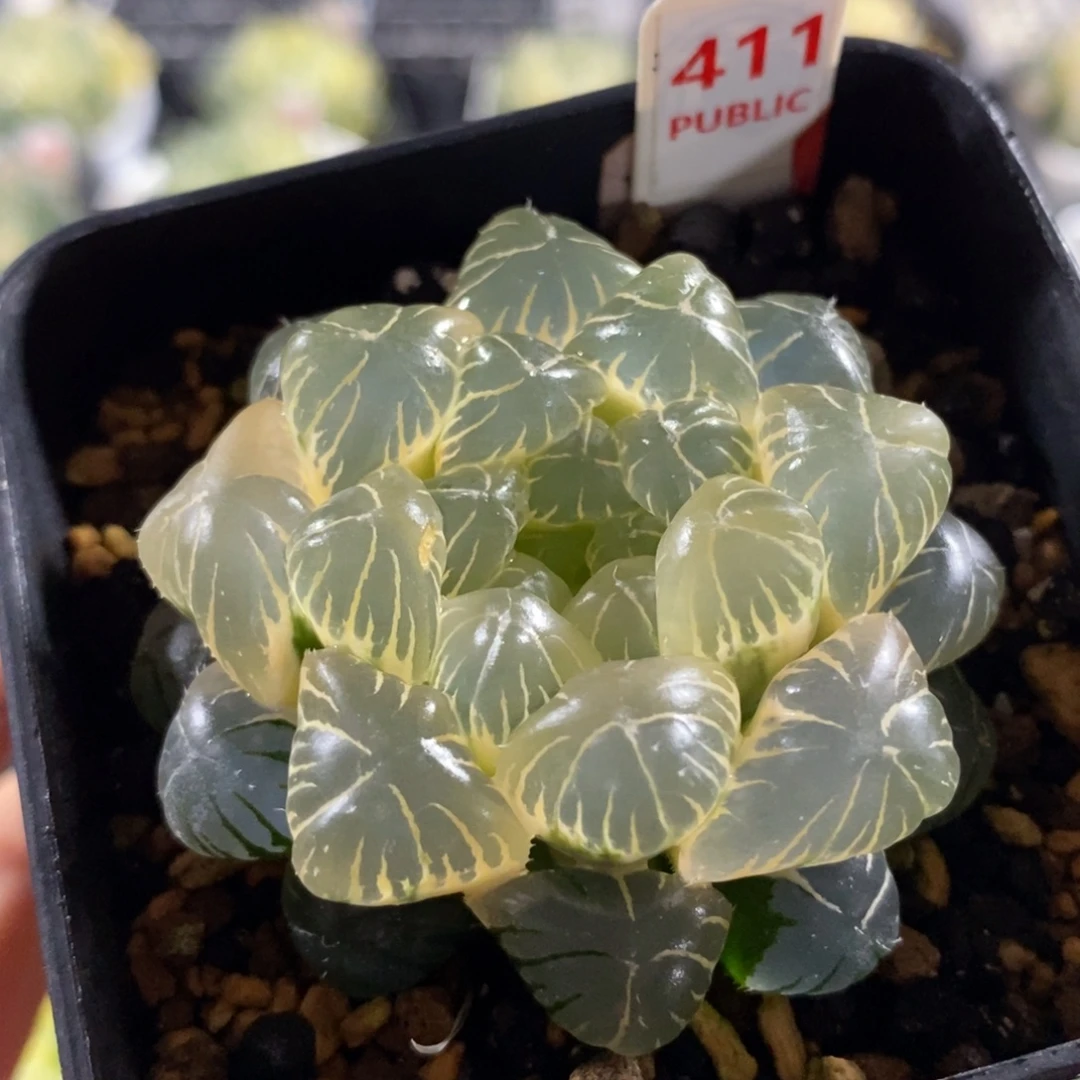 411湖斑玉露锦一物一图