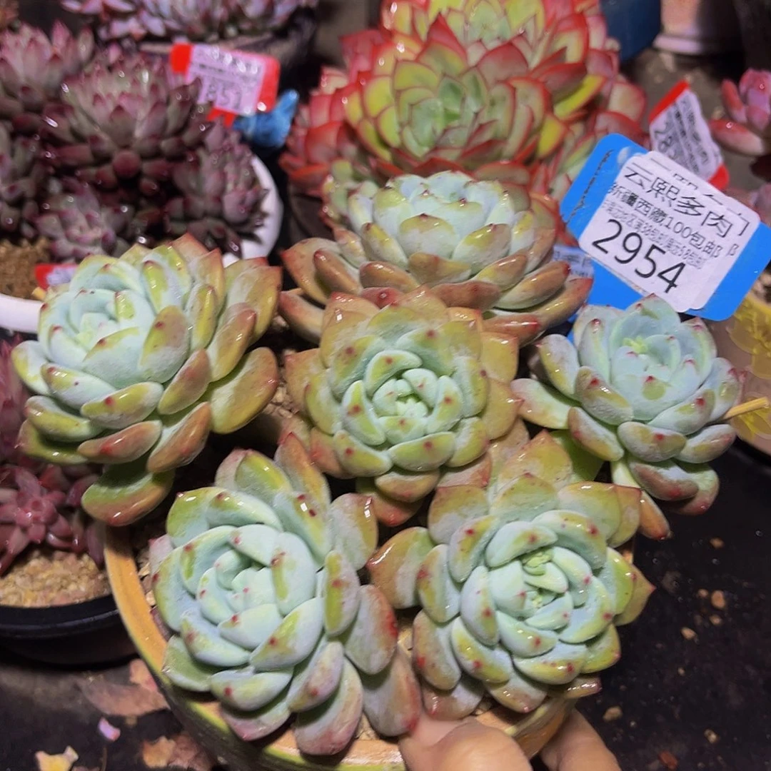 2954望舒多肉植物