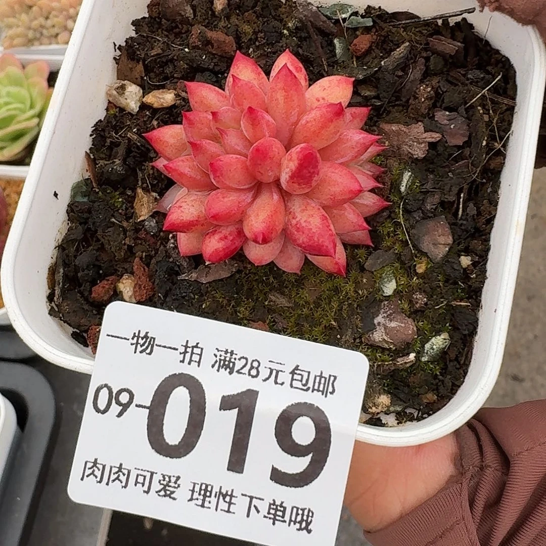 金鱼姬无无盆土发货无盆土发货无