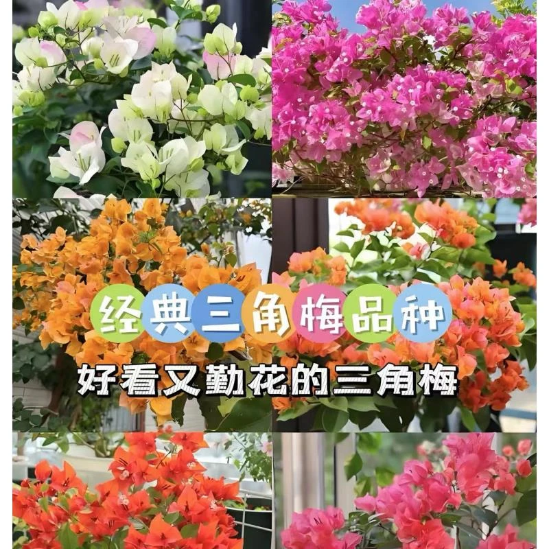 三角梅花苗盆栽四季开花卉不断植物室内阳台庭院树苗