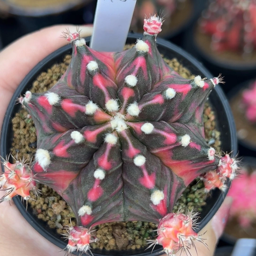 A152泰系侧芽，带盆土发货